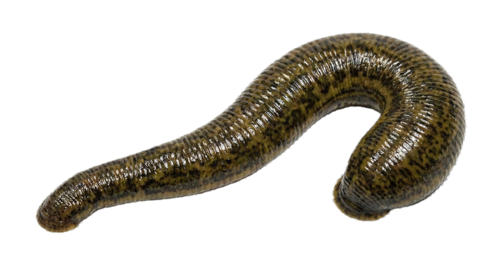 Tıbbi Sülük Satışı